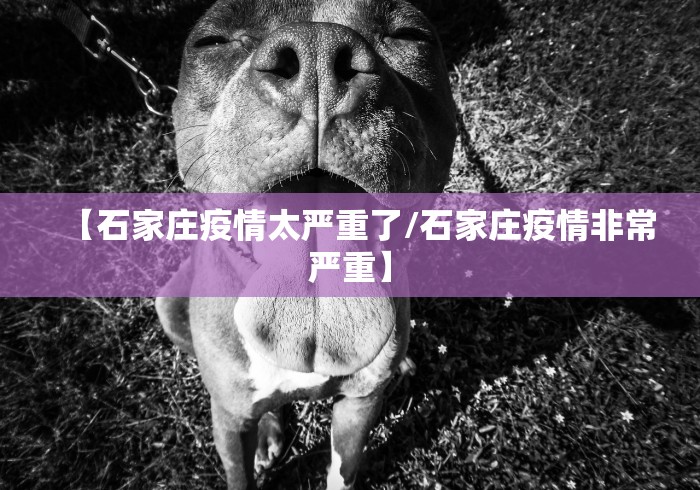 我来教你“捉鸡麻将有什么技巧”辅助工具插件,揭秘技巧开挂